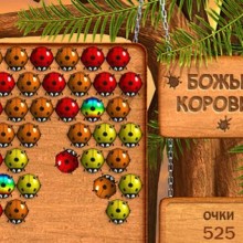 Божьи коровки Божьи коровки